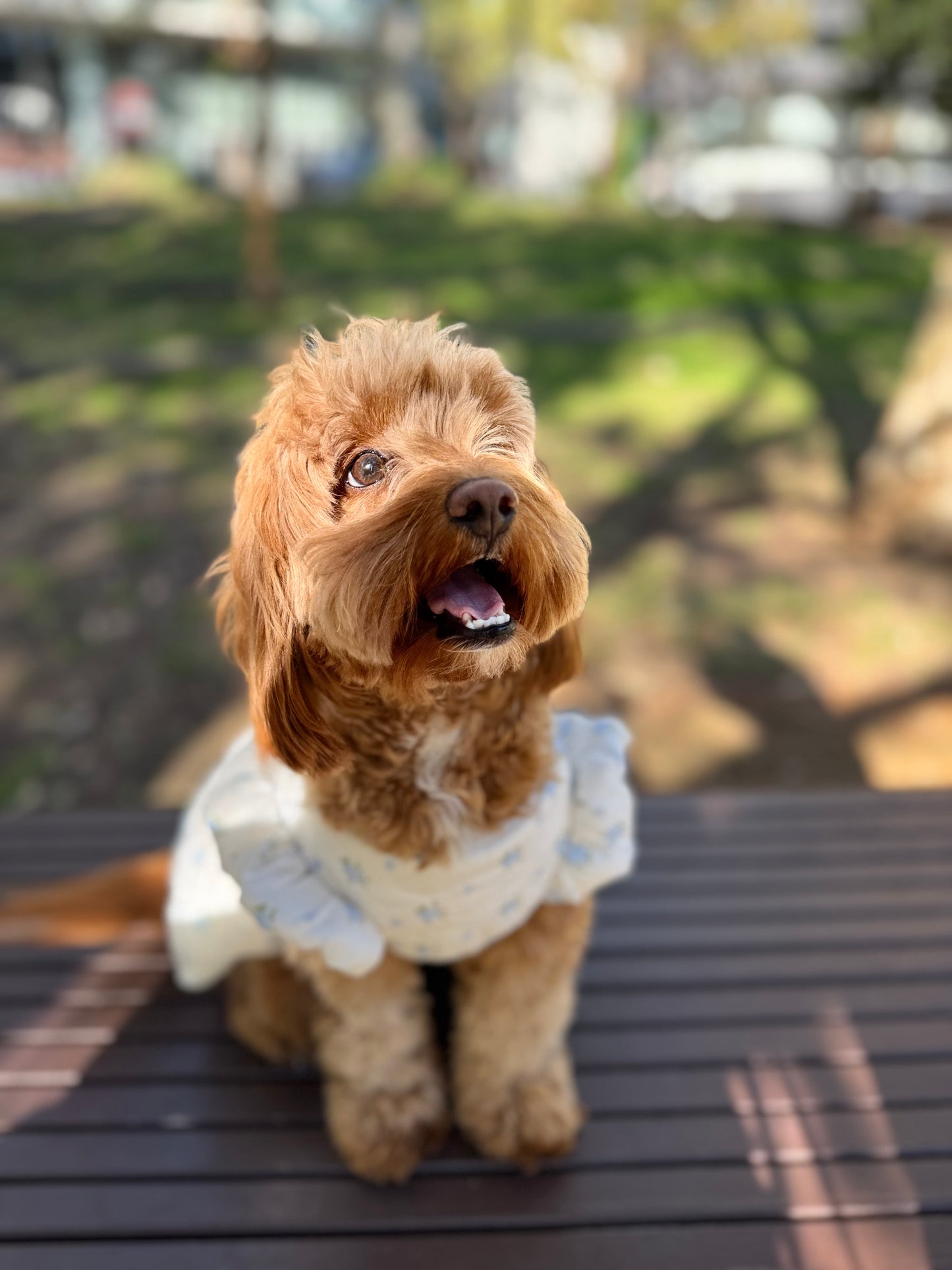 Winter Cotton Dress for Small Dogs – Soft & Elegant Style