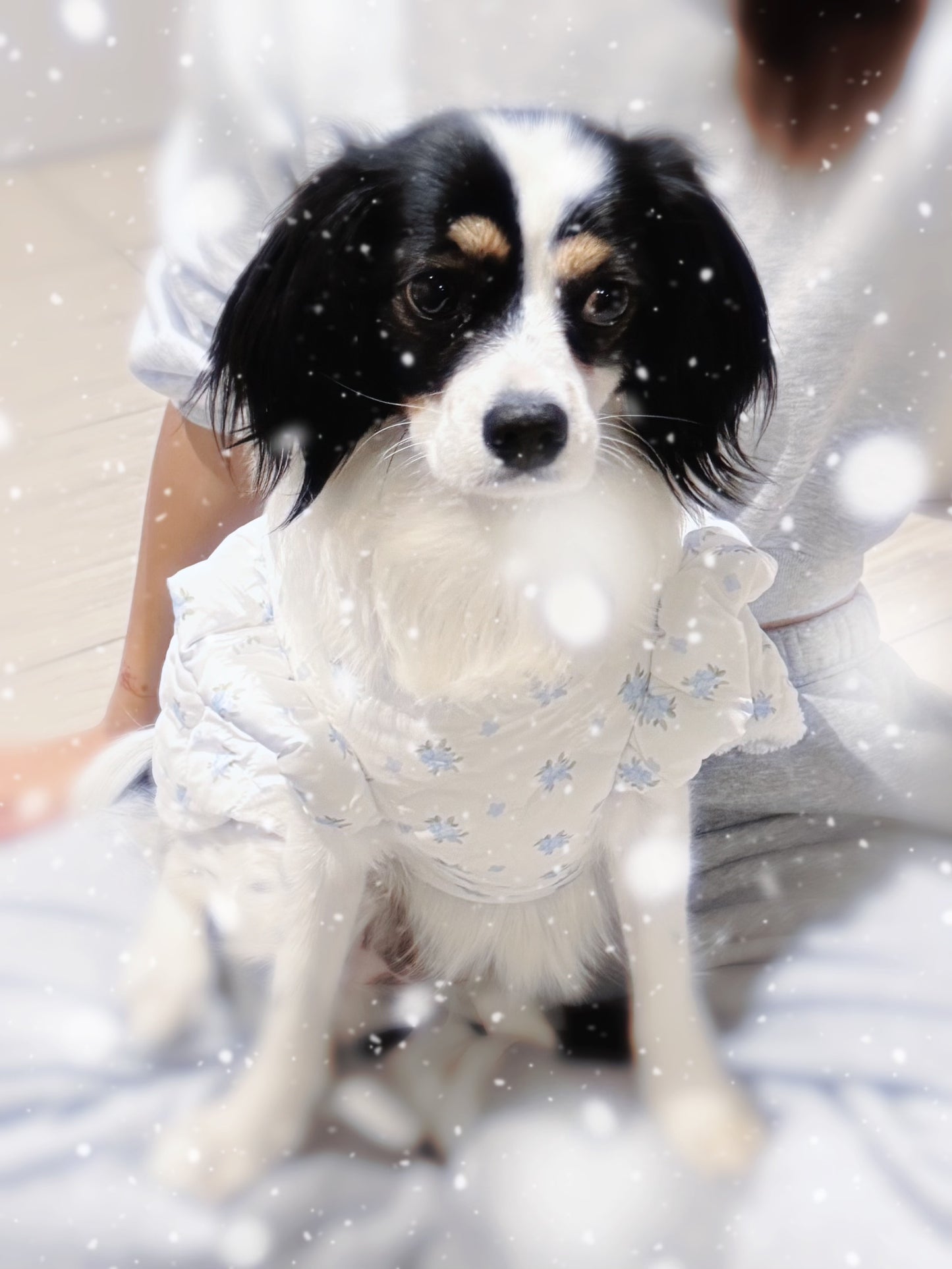 Winter Cotton Dress for Small Dogs – Soft & Elegant Style