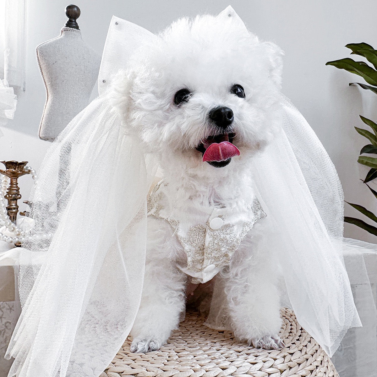 Pet Veil